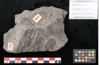 Foto (Objekt + Etikett) von Dictyophyllum obtusilobum Sch. (NHMW-GEO-2024-0188-10503)